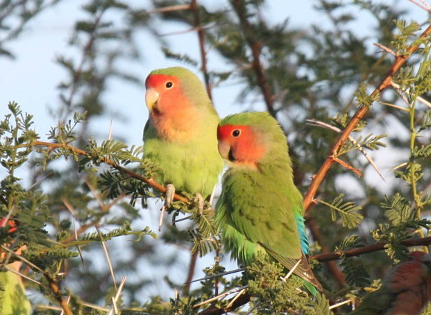 Rosy-faced Lovebird