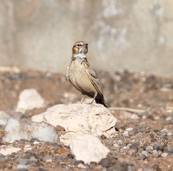 Sclater's Lark2