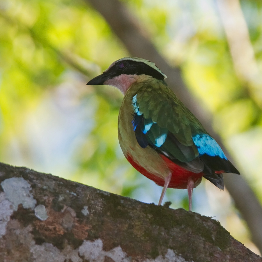pitta-african_5350