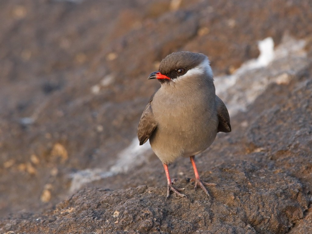 Rock Pratincole