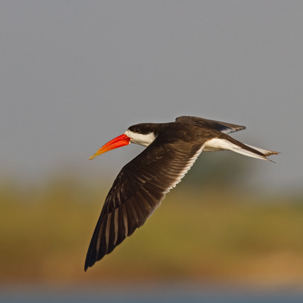 skimmer-african_1593