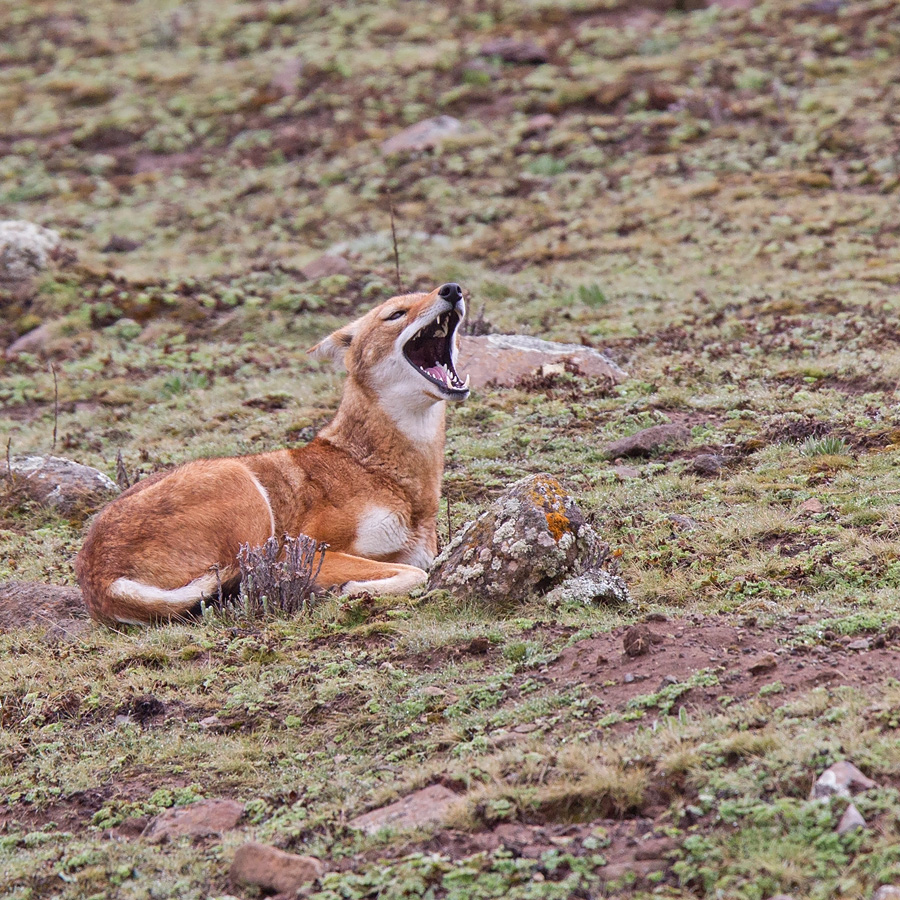 wolf-ethiopian-0018