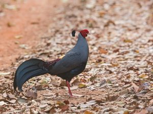 A stunning male Siamese Fireback