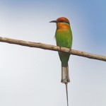 Bohm's Bee-eater
