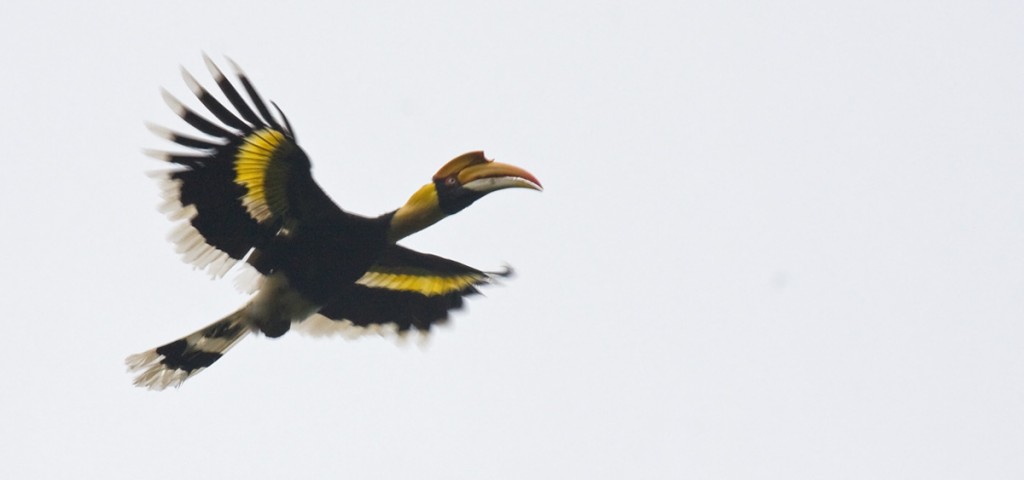 Great Hornbill