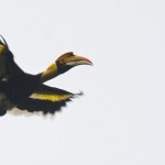 Great Hornbill