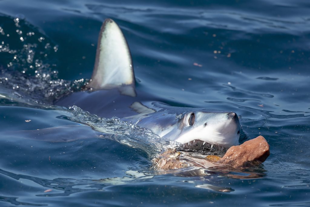 Mako Shark