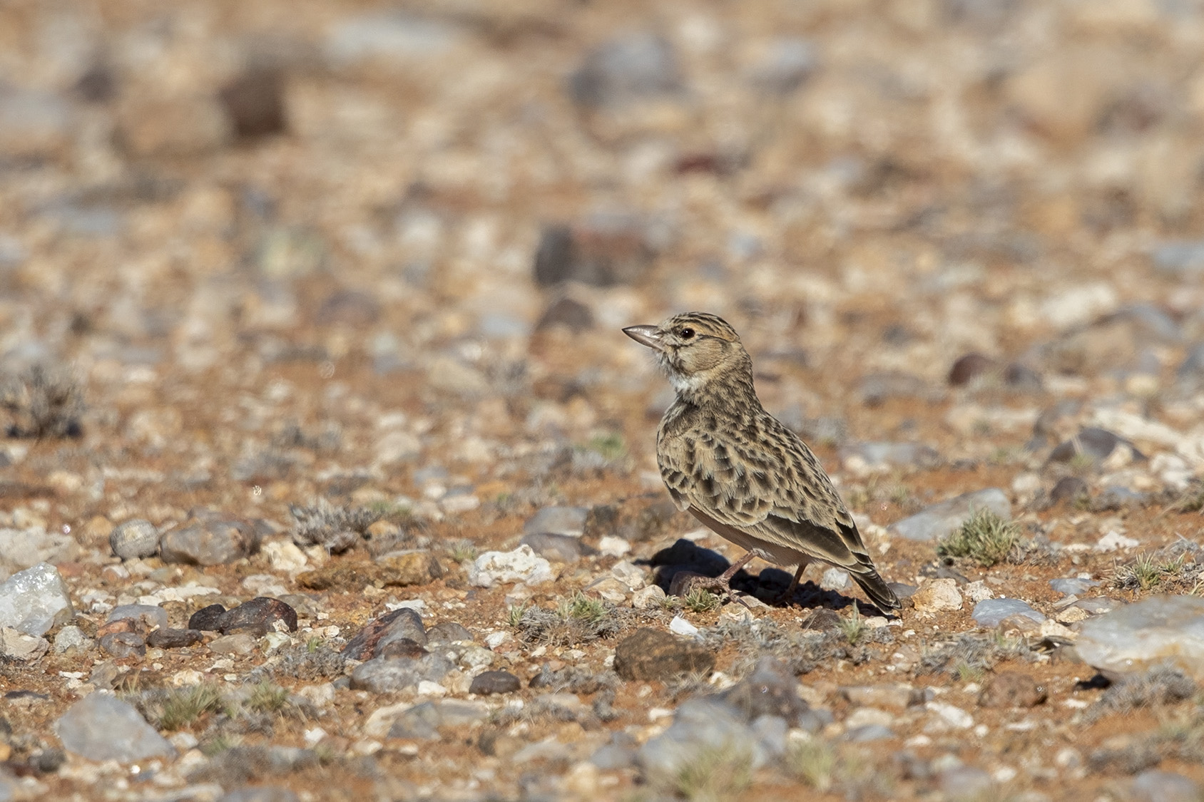 Sclater's Lark