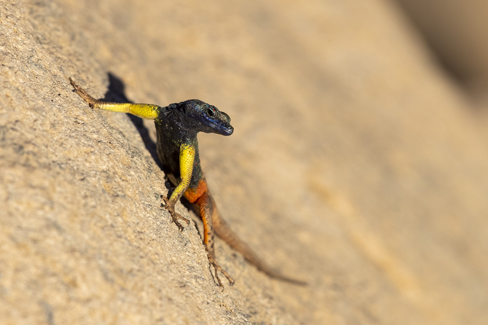 Augrabies Flat Lizard