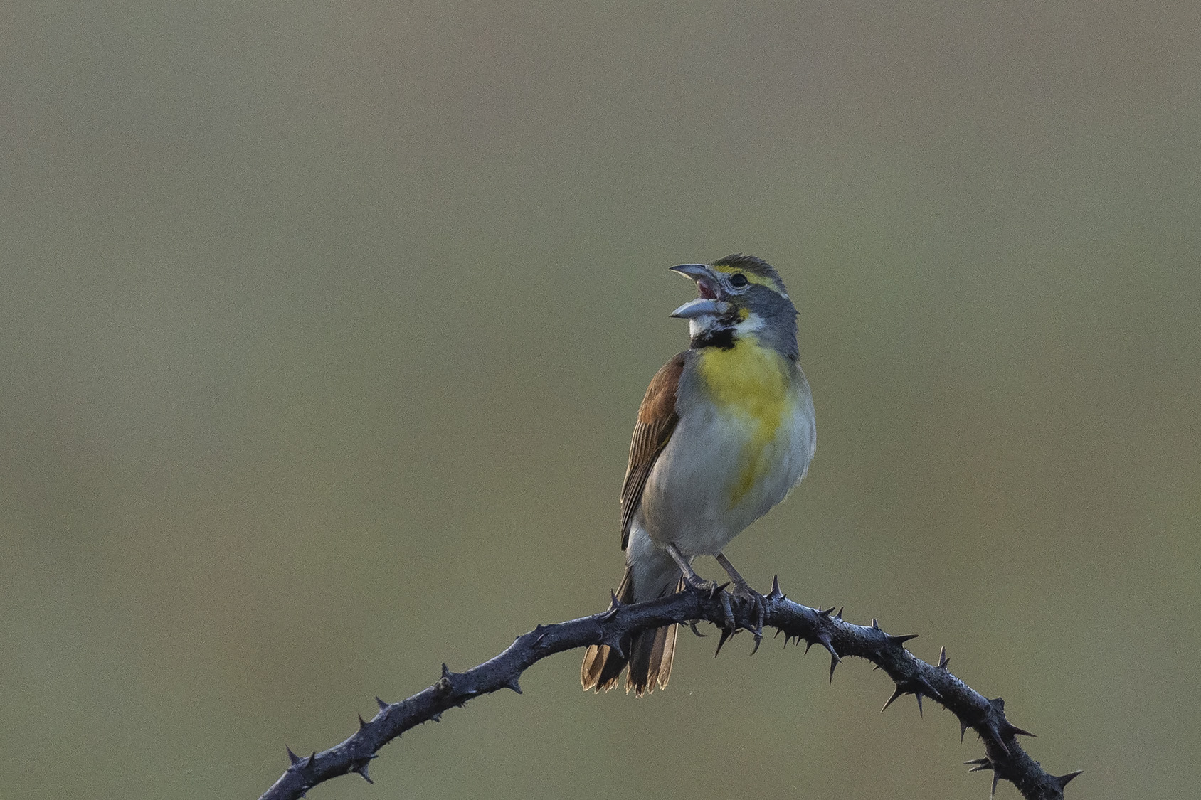 Dickcissel