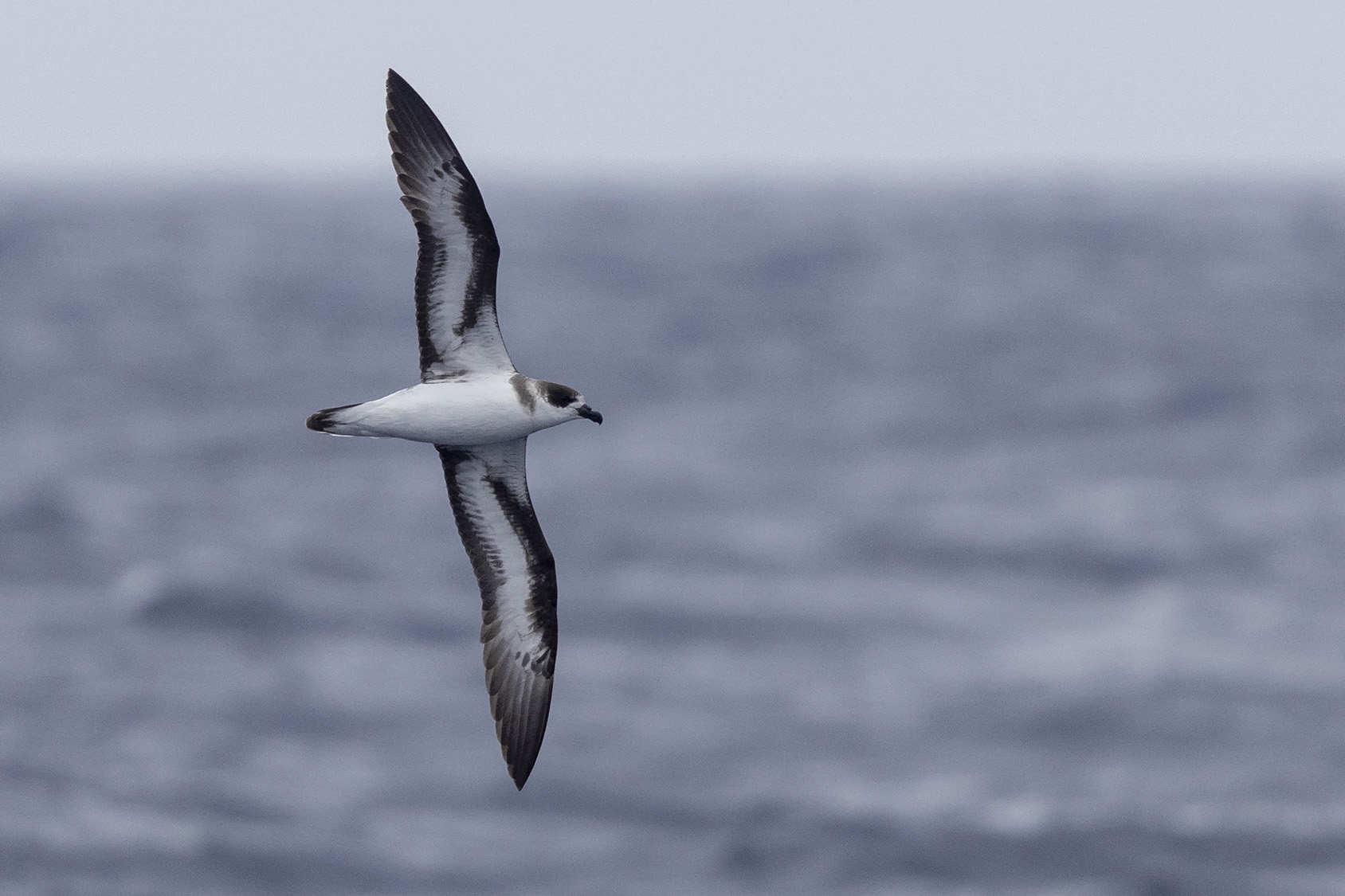 Black-capped Petrel