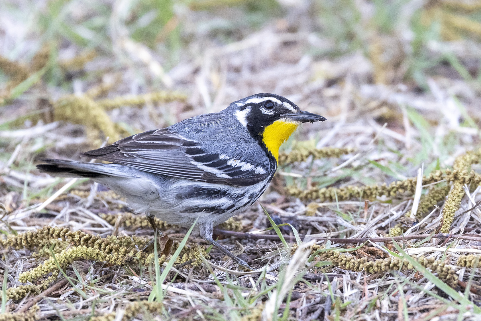 Yellow-throated Warbler
