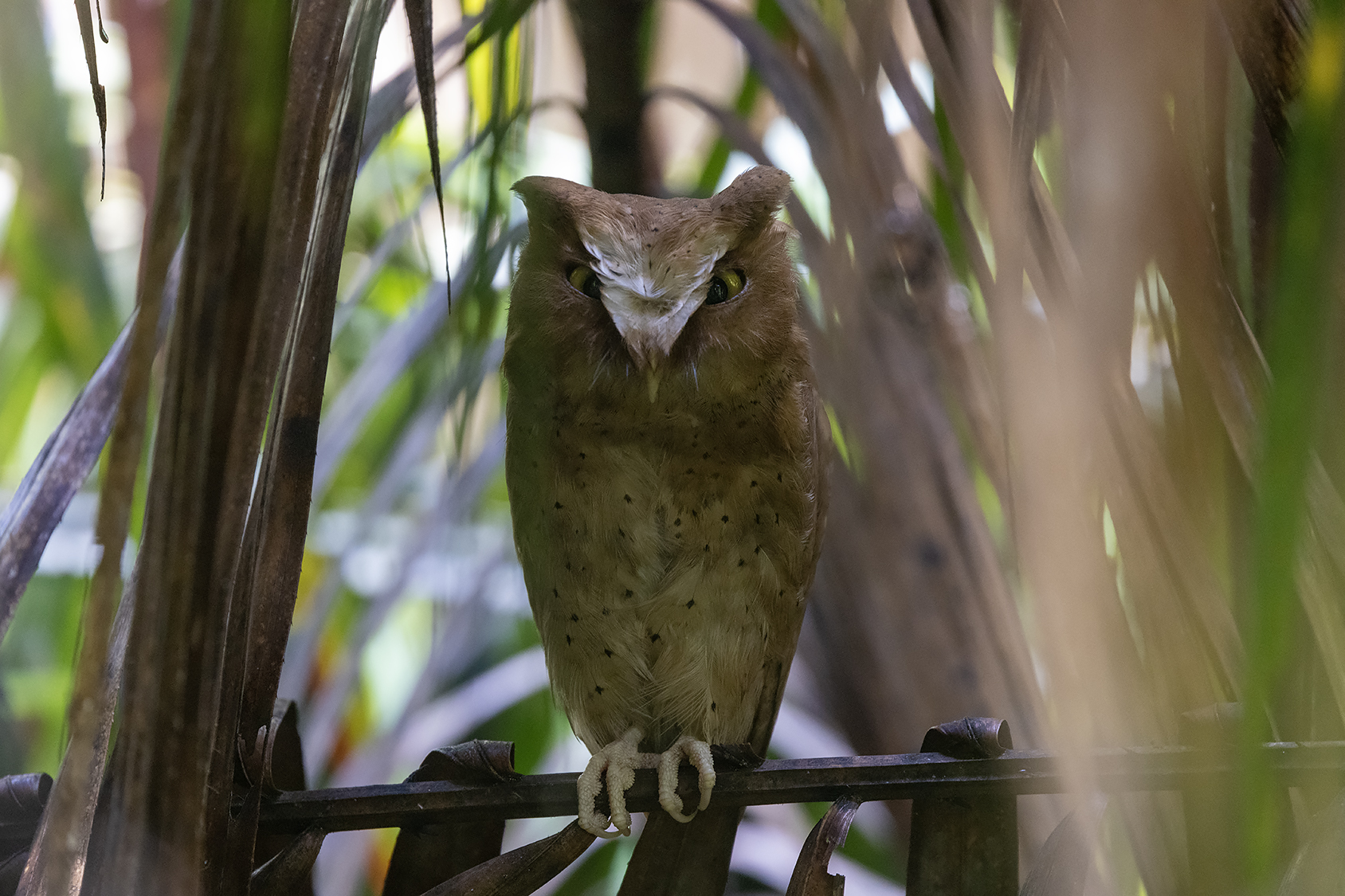 Serendib Scops Owl